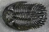 Detailed Hollardops Trilobite - Ofaten, Morocco #382841-3